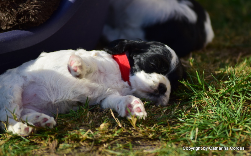 Cocker Spaniel